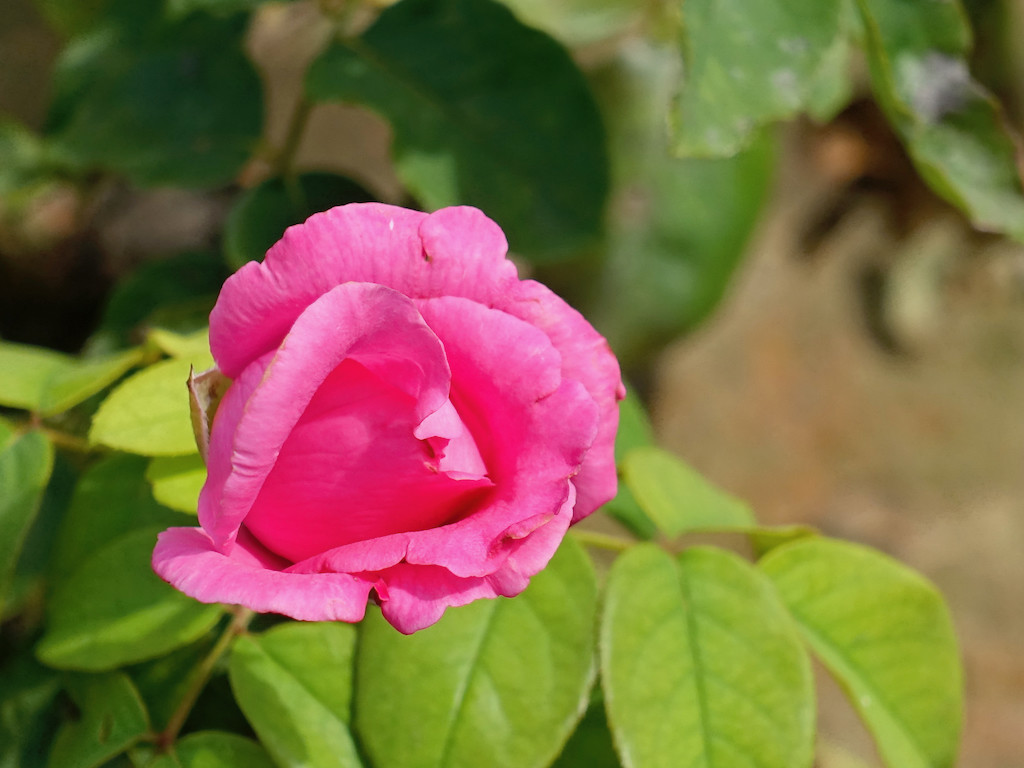 f:id:kosigan:20190922110037j:plain