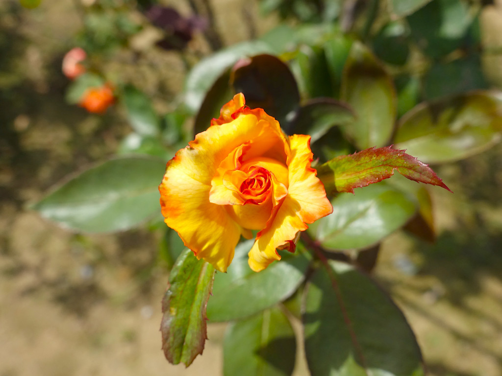 f:id:kosigan:20190922110230j:plain