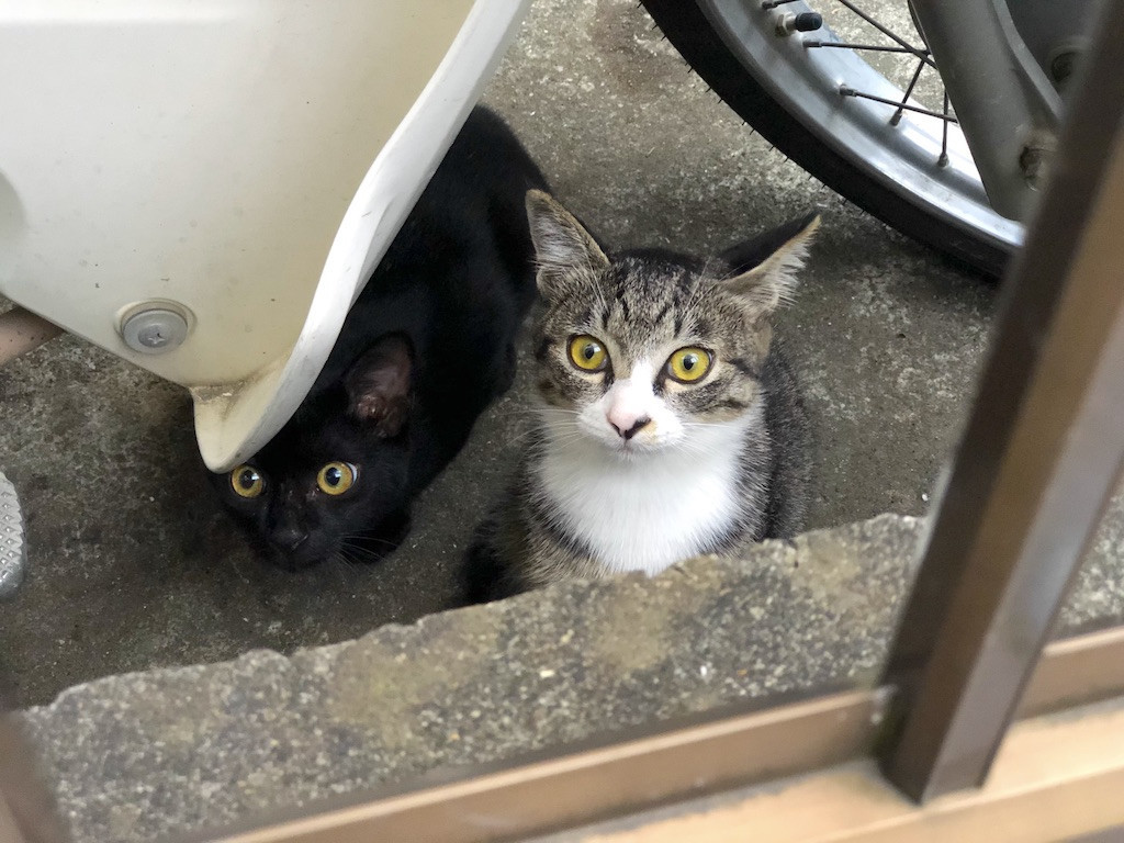 f:id:kosigan:20190922165510j:plain