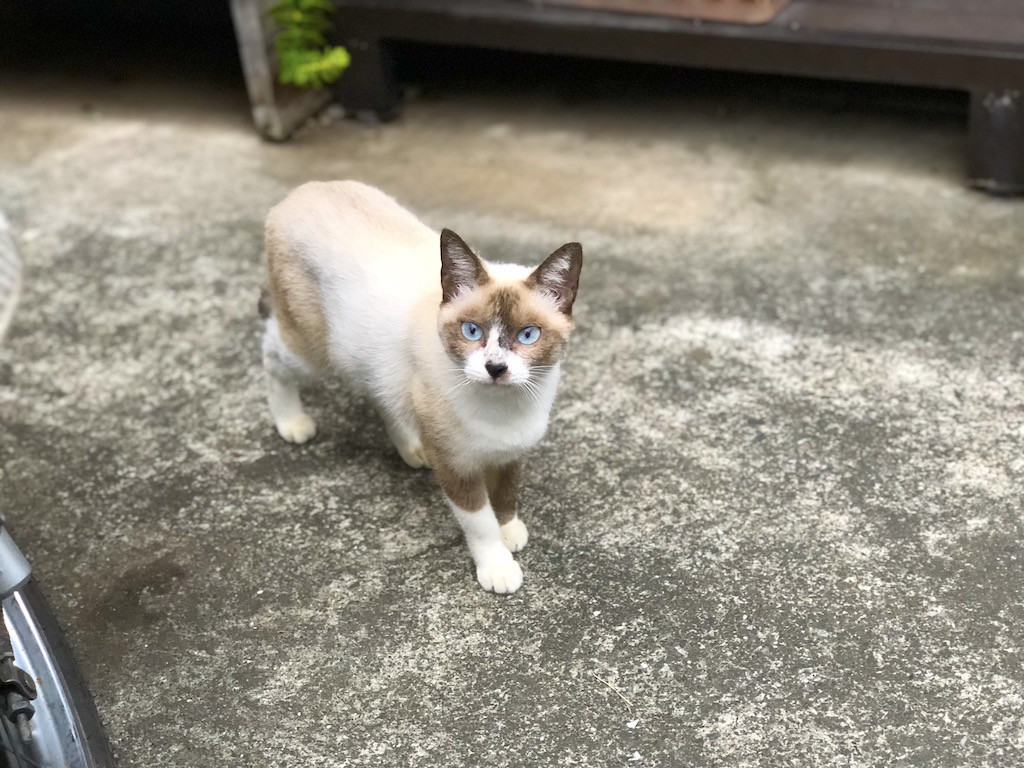 f:id:kosigan:20190922165523j:plain