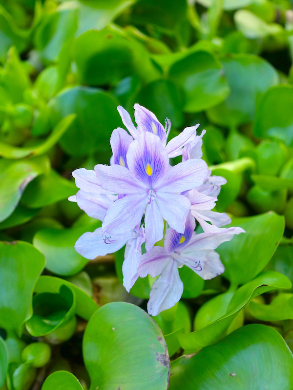 f:id:kosigan:20191013135223j:plain f:id:kosigan:20191013135223j:plain