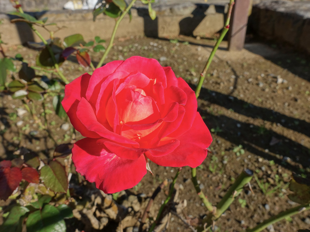 f:id:kosigan:20191106074431j:plain