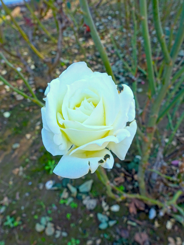 f:id:kosigan:20191106074614j:plain