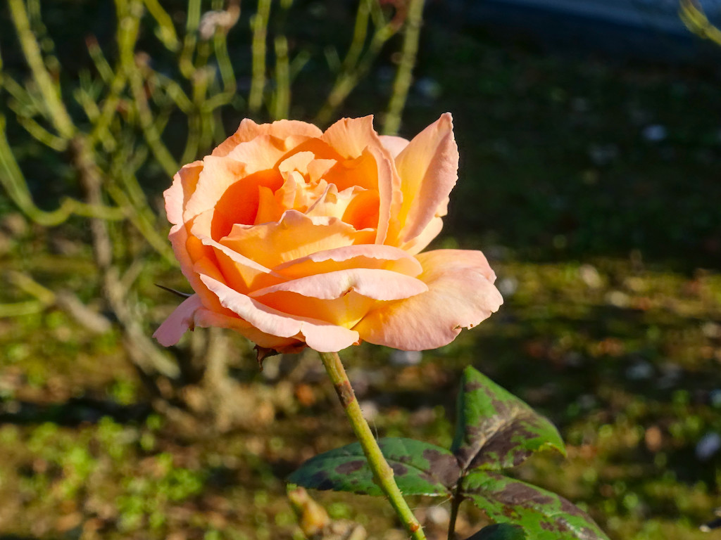 f:id:kosigan:20191106074926j:plain