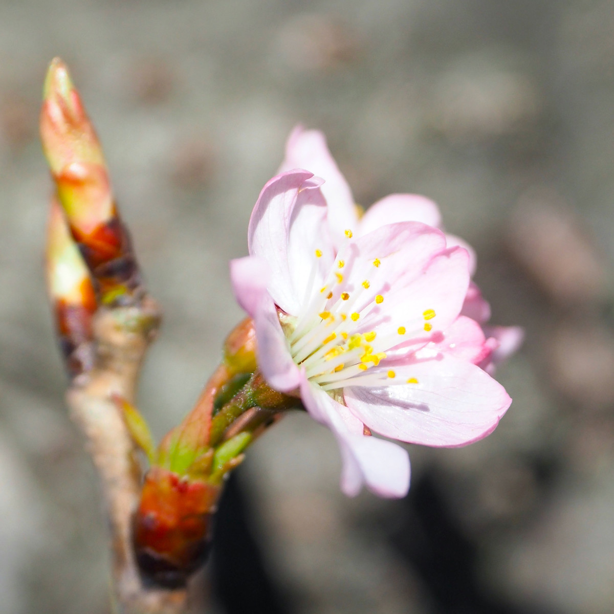 f:id:kosigan:20200311175430j:plain