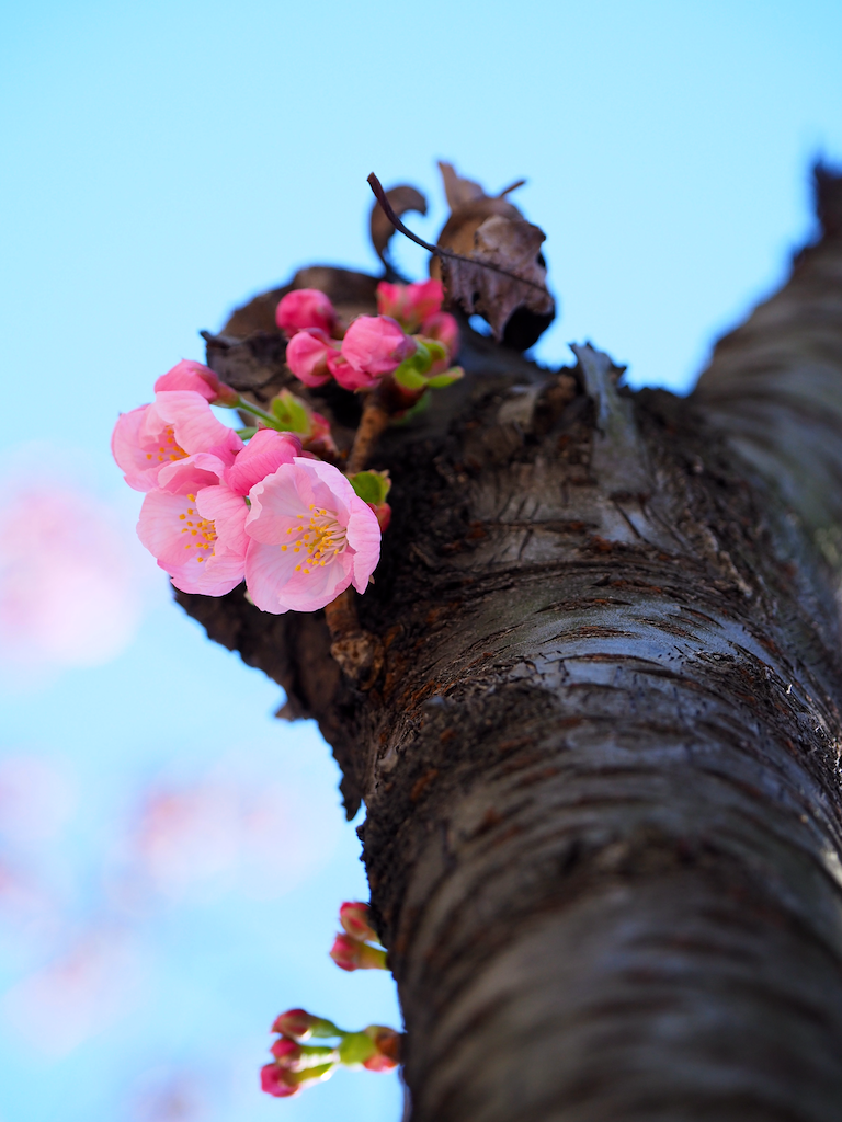 f:id:kosigan:20200311175459p:plain