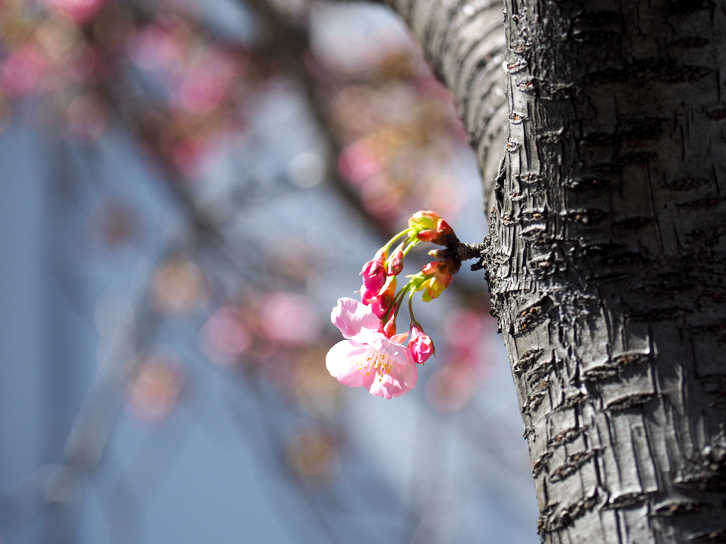 f:id:kosigan:20200311175513p:plain