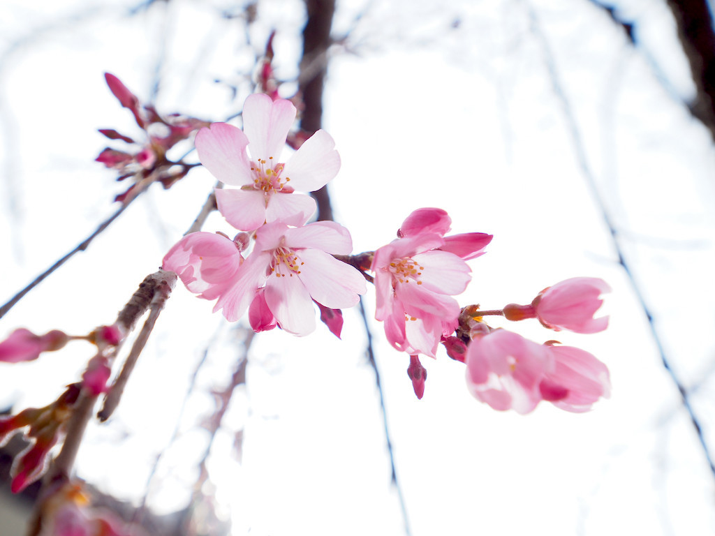 f:id:kosigan:20200313210403j:plain f:id:kosigan:20200313210403j:plain