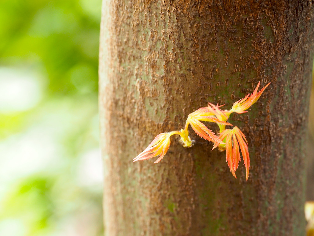 f:id:kosigan:20201018121408j:plain f:id:kosigan:20201018121408j:plain