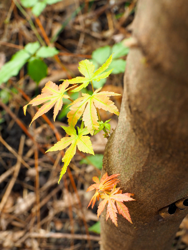 f:id:kosigan:20201018121523j:plain f:id:kosigan:20201018121523j:plain