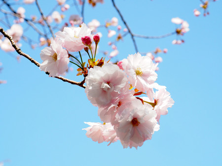 f:id:kosigan:20220410133139j:plain