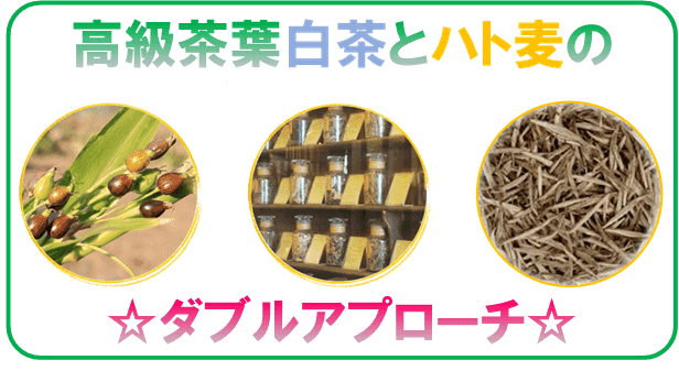 白茶の原料とハト麦茶の原料