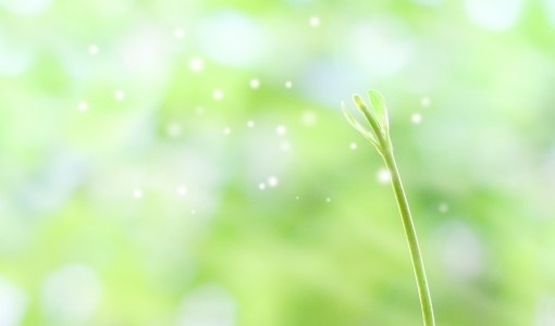 自然の輝きのなかで元気に育つ芽の写真