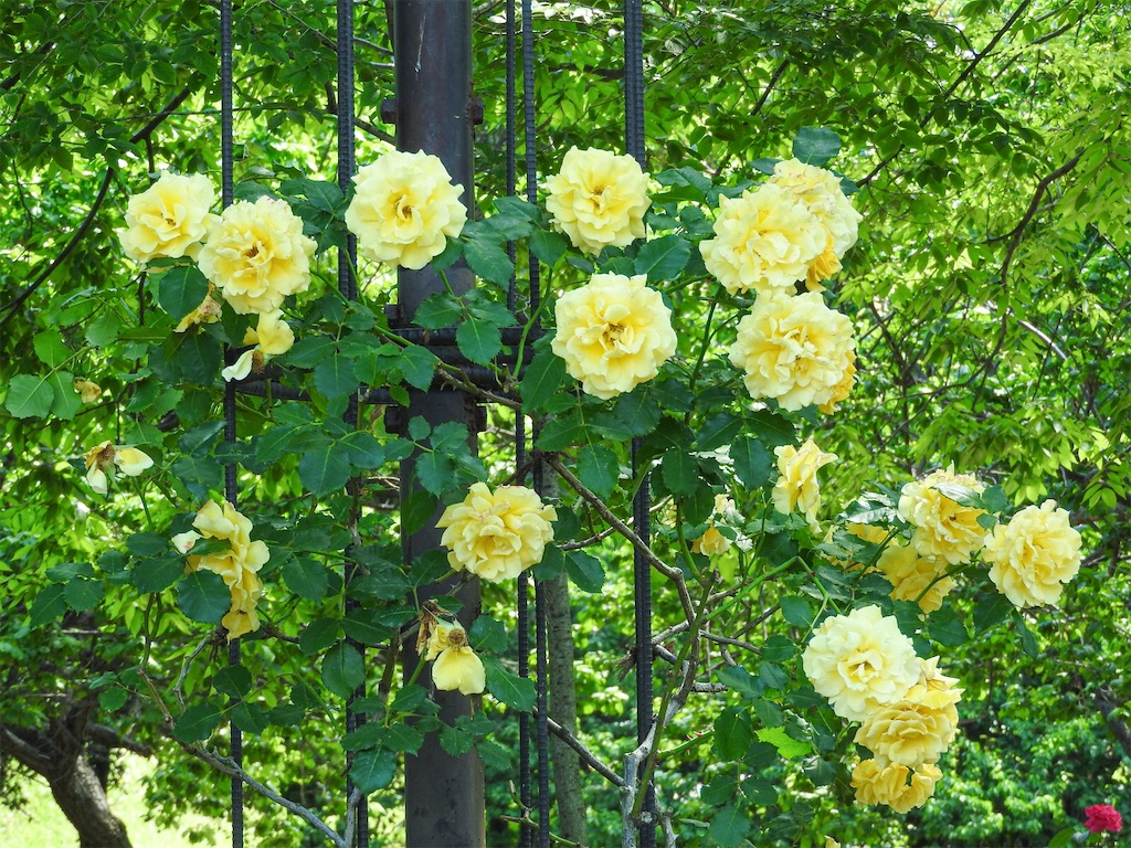 f:id:kosodatebabaa:20200912170929j:image