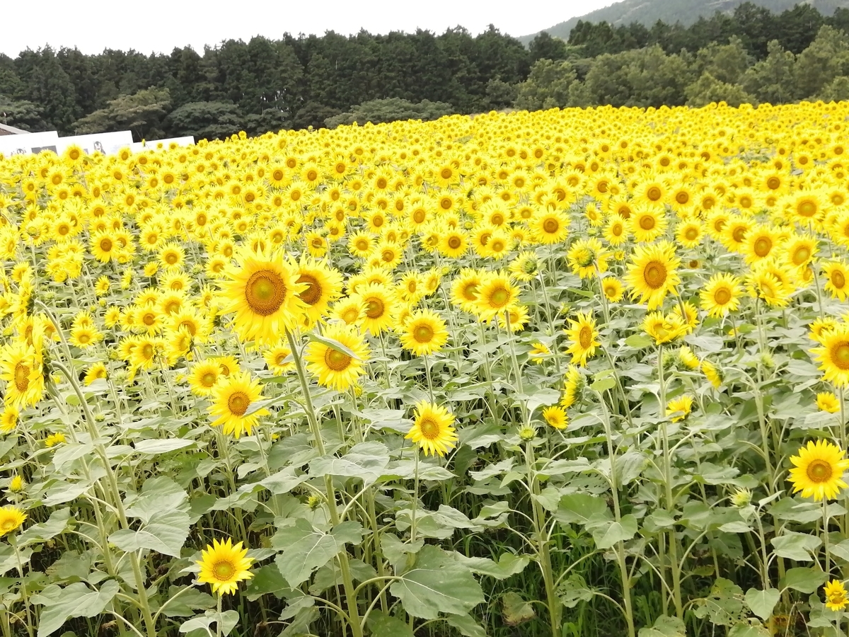 f:id:kosodateehon:20210824074323j:plain