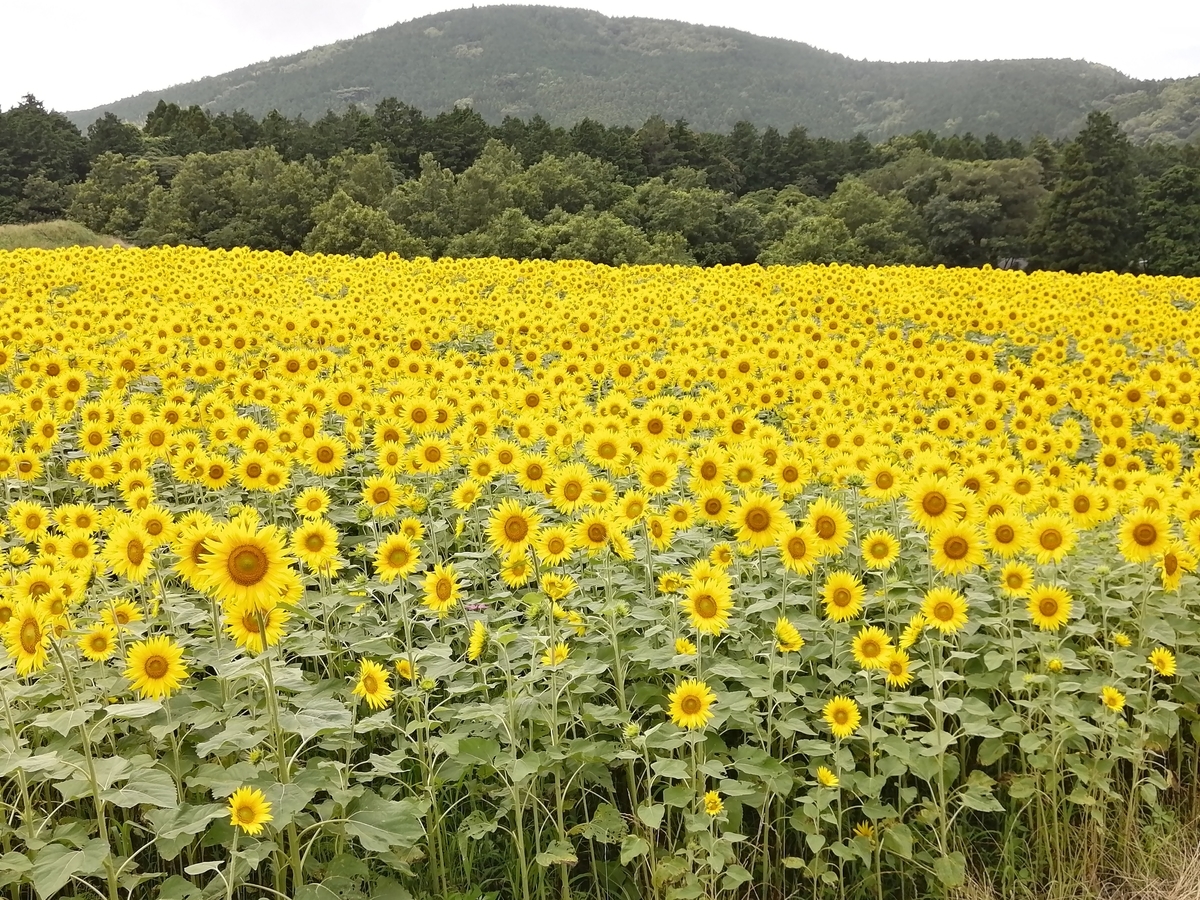 f:id:kosodateehon:20210824074401j:plain