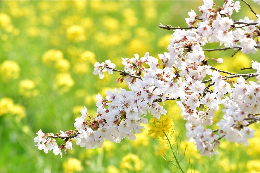 f:id:kosodatefun:20250313231556j:image