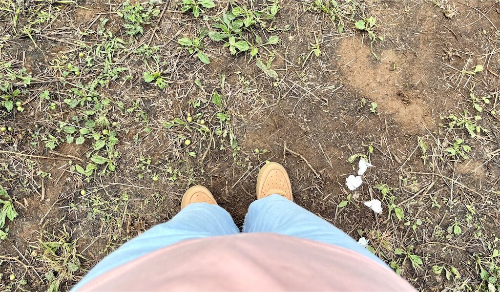 f:id:kosodatefun:20250820000913j:image
