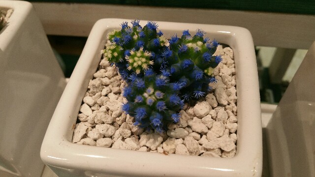 f:id:kosodatepanda:20170309102734j:plain f:id:kosodatepanda:20170309102734j:plain