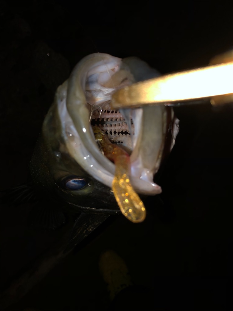 f:id:kosox:20191211004126j:image