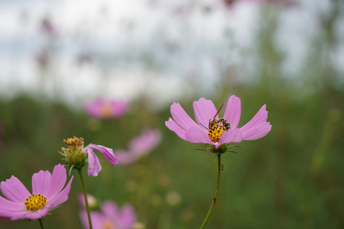 f:id:kosremix:20190928232058j:plain