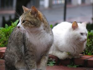 f:id:kossbuki:20110724001146j:image