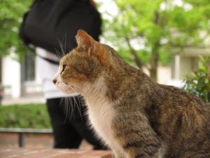 f:id:kossbuki:20110724001155j:image