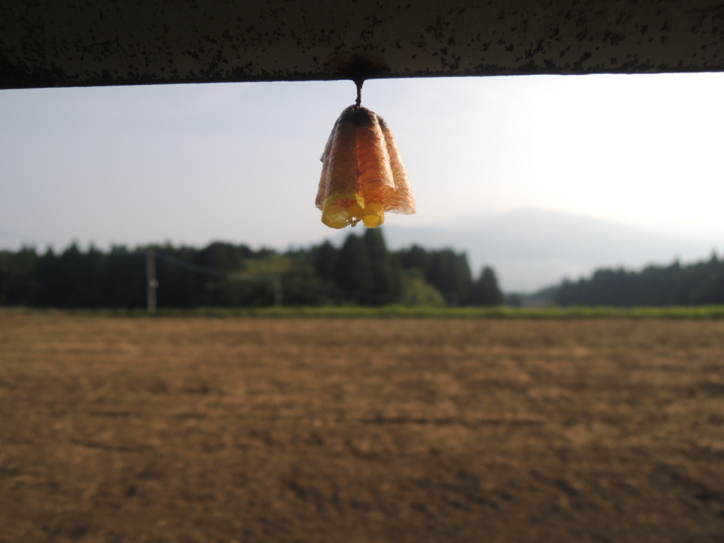 f:id:kosui278:20170629134937j:plain f:id:kosui278:20170629134937j:plain
