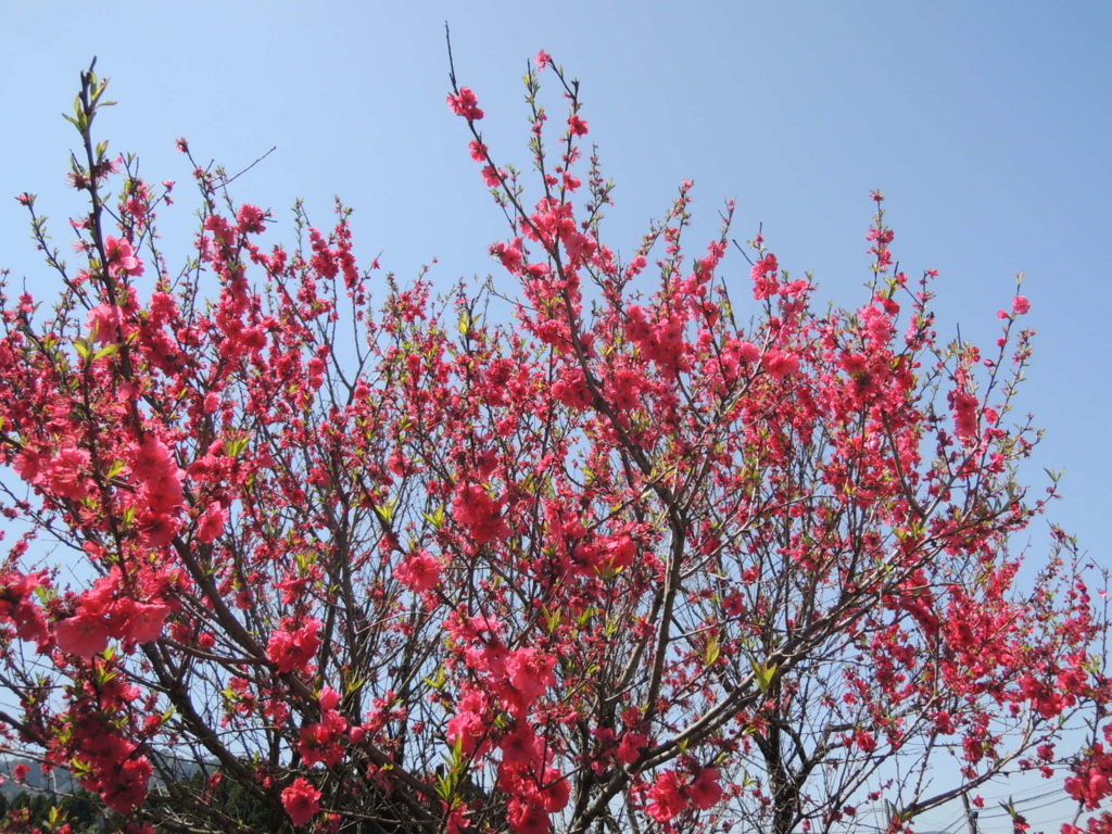 f:id:kosui278:20180414172047j:plain f:id:kosui278:20180414172047j:plain
