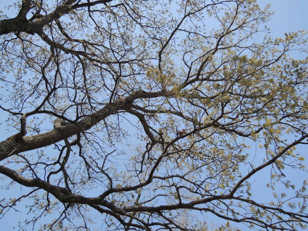 f:id:kosui278:20180414175444j:plain f:id:kosui278:20180414175444j:plain