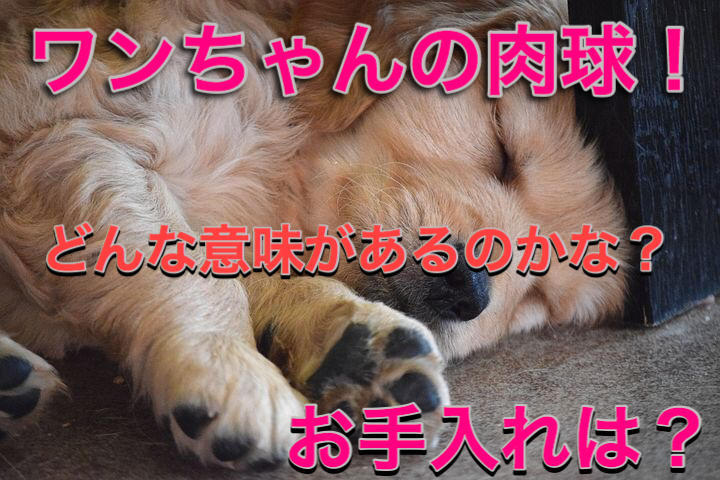 f:id:kosumosu7kun:20191012092507j:plain