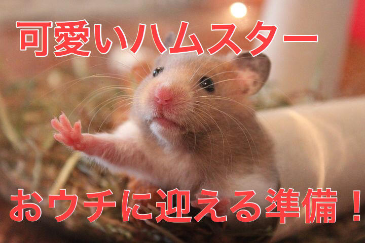 f:id:kosumosu7kun:20191024135326j:plain