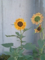 20110716064533