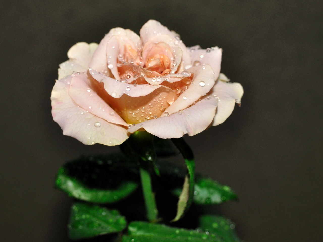 f:id:kota2009:20110821091743j:image:w360