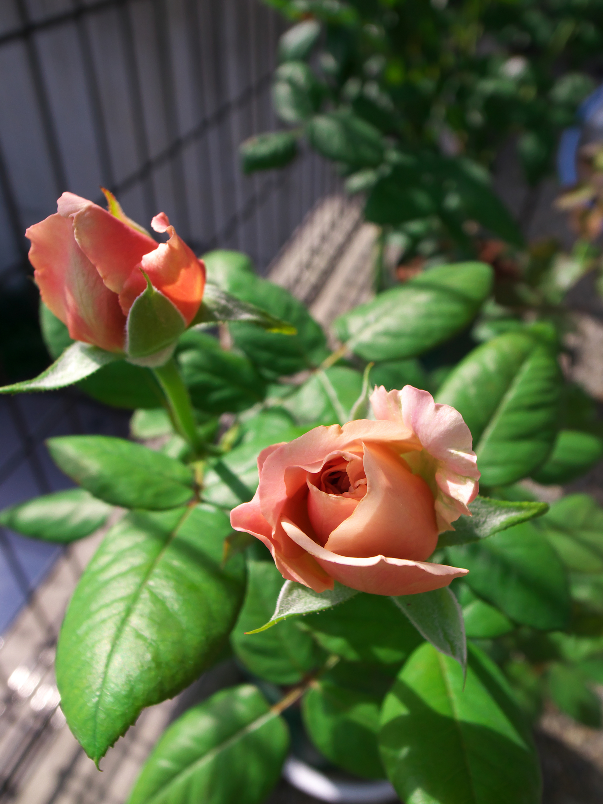 f:id:kota2009:20110925090331j:image:w360