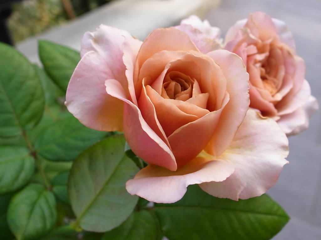 f:id:kota2009:20110928074203j:image:w360