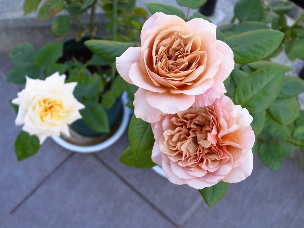 f:id:kota2009:20110929084044j:image:w360