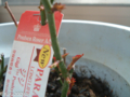 20120304114351