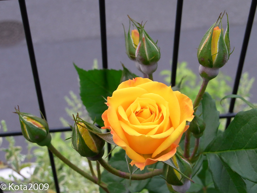 20120519180811
