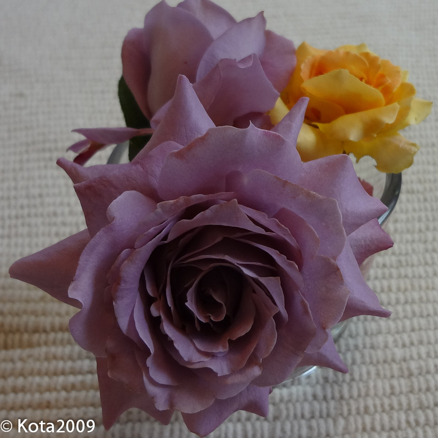 f:id:kota2009:20120806134948j:image:w240