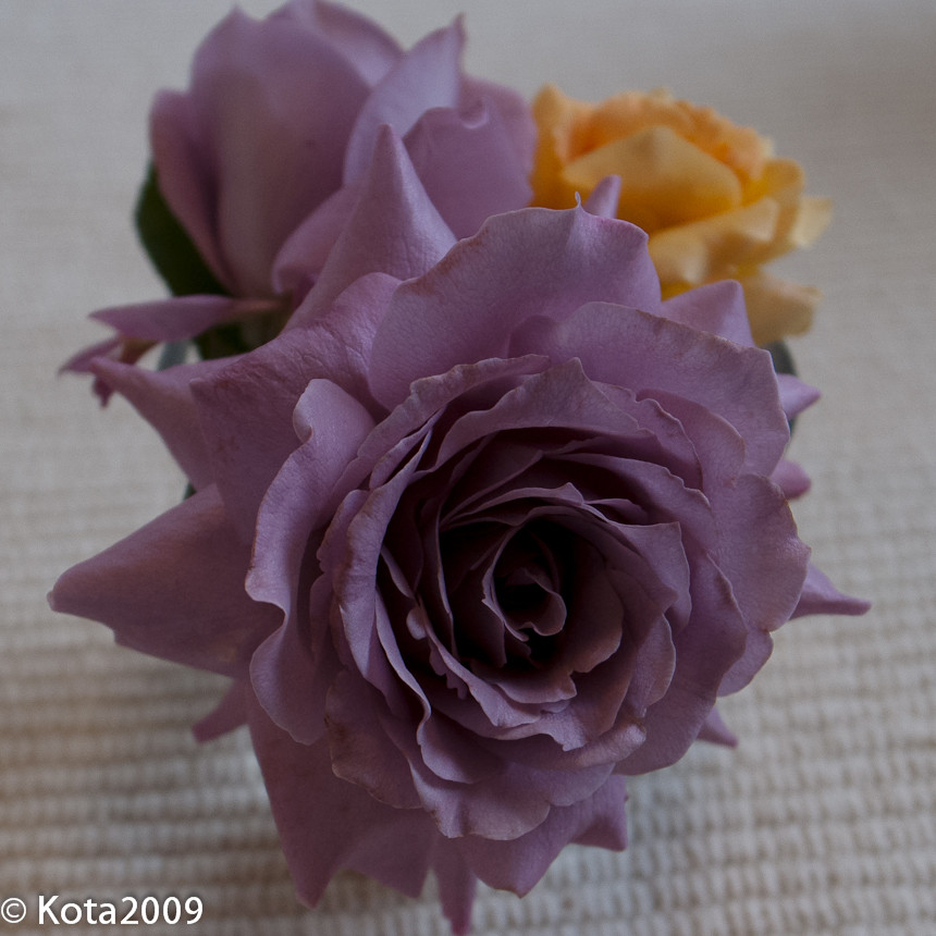 f:id:kota2009:20120806140607j:image:w240