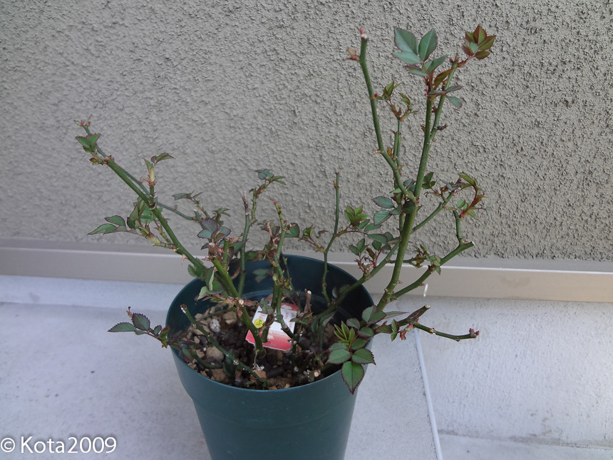 f:id:kota2009:20130316075138j:image:w600 f:id:kota2009:20130316075138j:image:w600