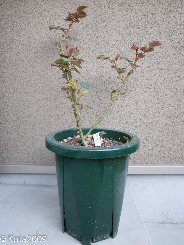 f:id:kota2009:20130317175233j:image:w400 f:id:kota2009:20130317175233j:image:w400