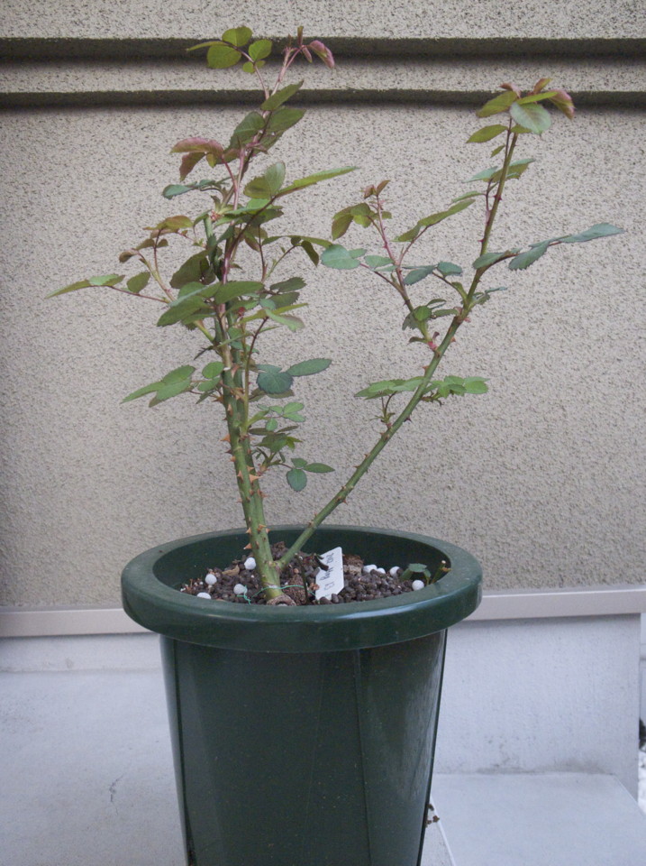f:id:kota2009:20130324175650j:image:w400 f:id:kota2009:20130324175650j:image:w400