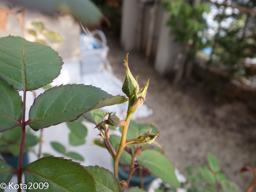f:id:kota2009:20130414172517j:image:w600 f:id:kota2009:20130414172517j:image:w600