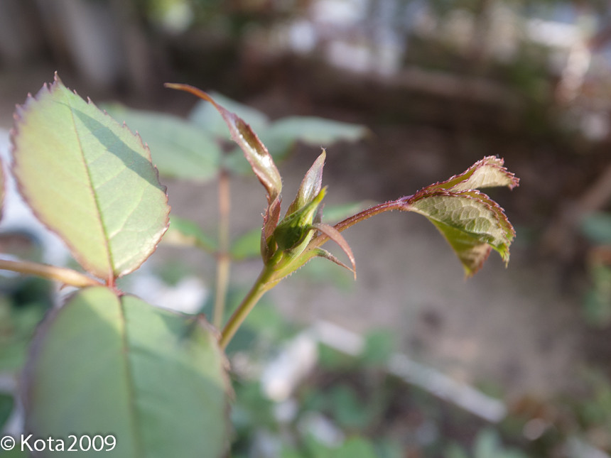 f:id:kota2009:20130414172537j:image:w600 f:id:kota2009:20130414172537j:image:w600