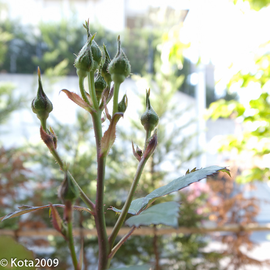 f:id:kota2009:20130423085949j:image:w600 f:id:kota2009:20130423085949j:image:w600