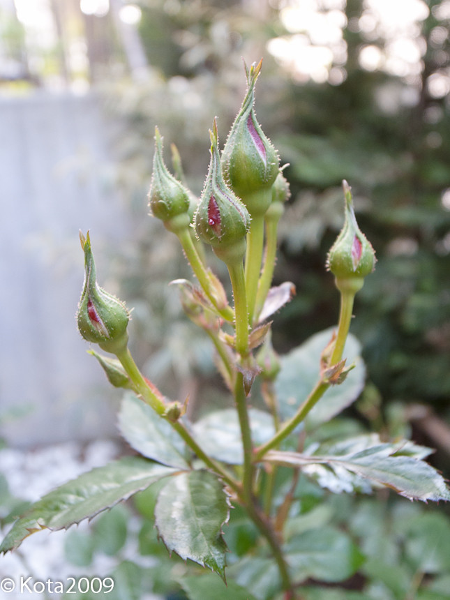 f:id:kota2009:20130426072453j:image:w400 f:id:kota2009:20130426072453j:image:w400
