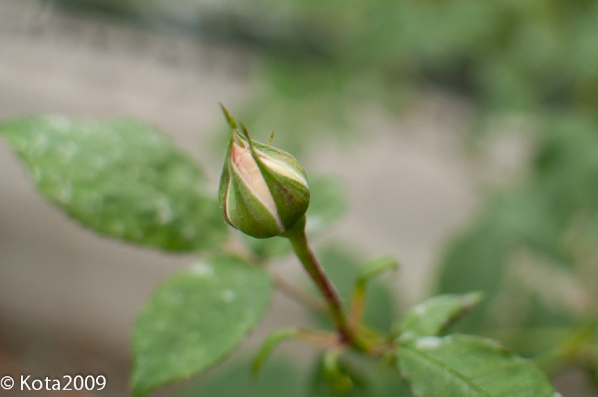 f:id:kota2009:20130502132330j:image:w600 f:id:kota2009:20130502132330j:image:w600