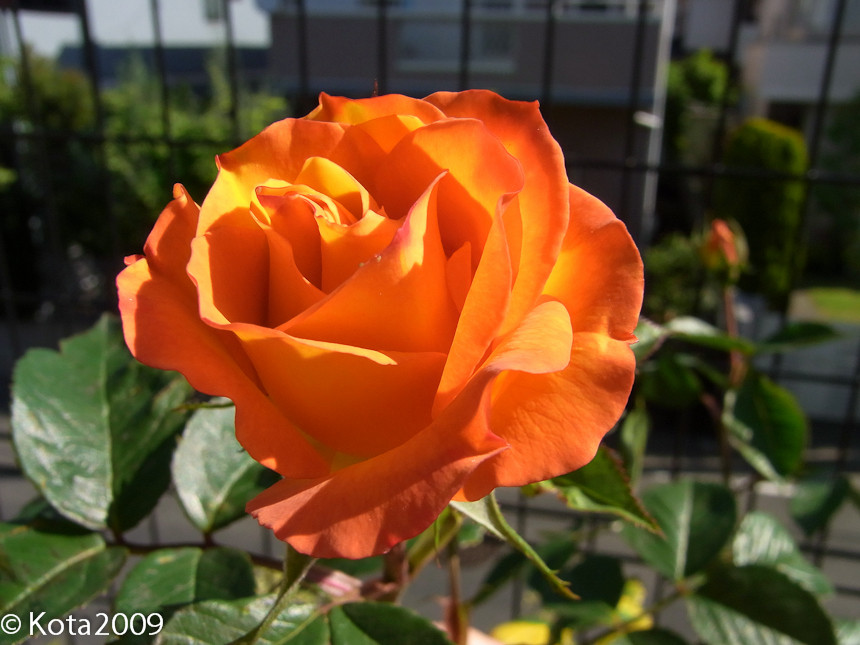 20130507080358
